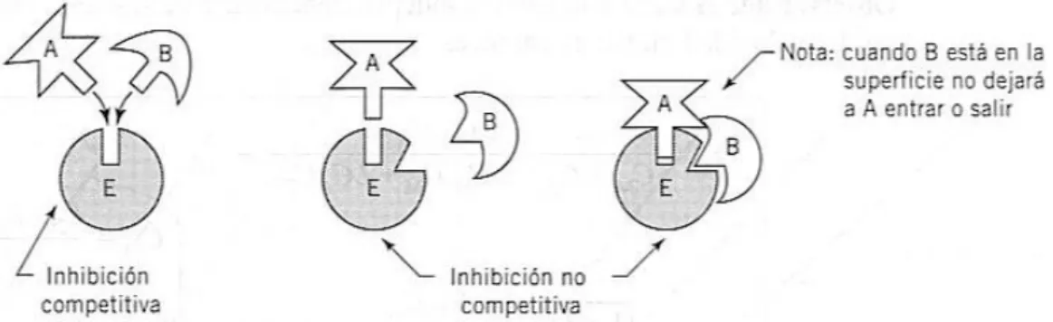 Figura  25.  Representación  simple  de  la  acción  de  dos  tipos  de  inhibidores 