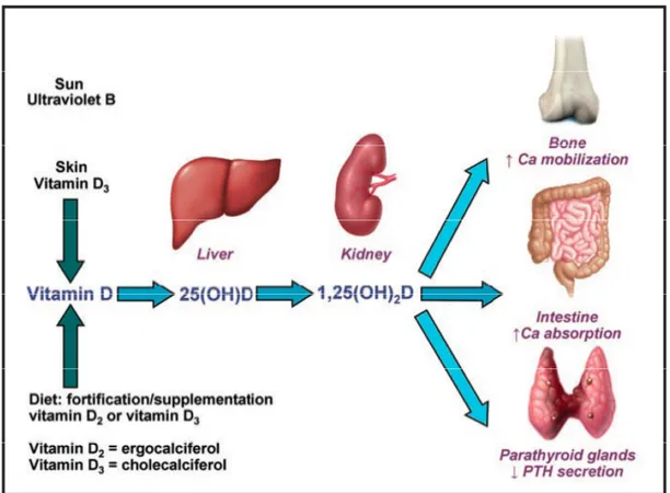 Figura  2.  Metabolismo  de  la  Vitamina  D  (adaptada  de  Thacher  T.D.  Mayo  Clin Proc 2011 