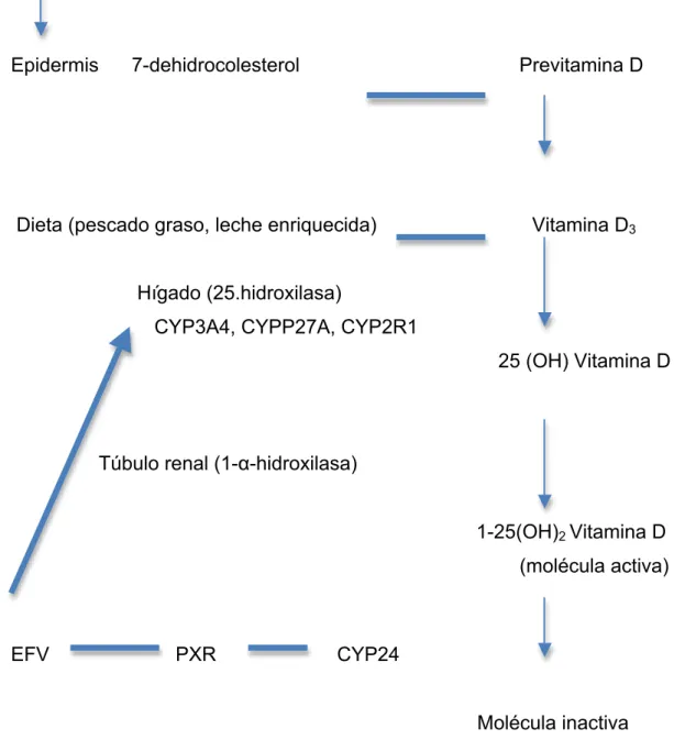 Figura  6.  Mecanismos  implicados  de  efavirenz  en  el  metabolismo  de  la  vitamina D (adaptada de Gyllesten K