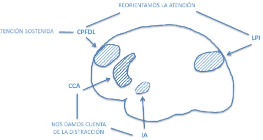 Figura 2 Esquema del cerebro representando la red fronto-parietal de control o red neural mindful  (RNM)