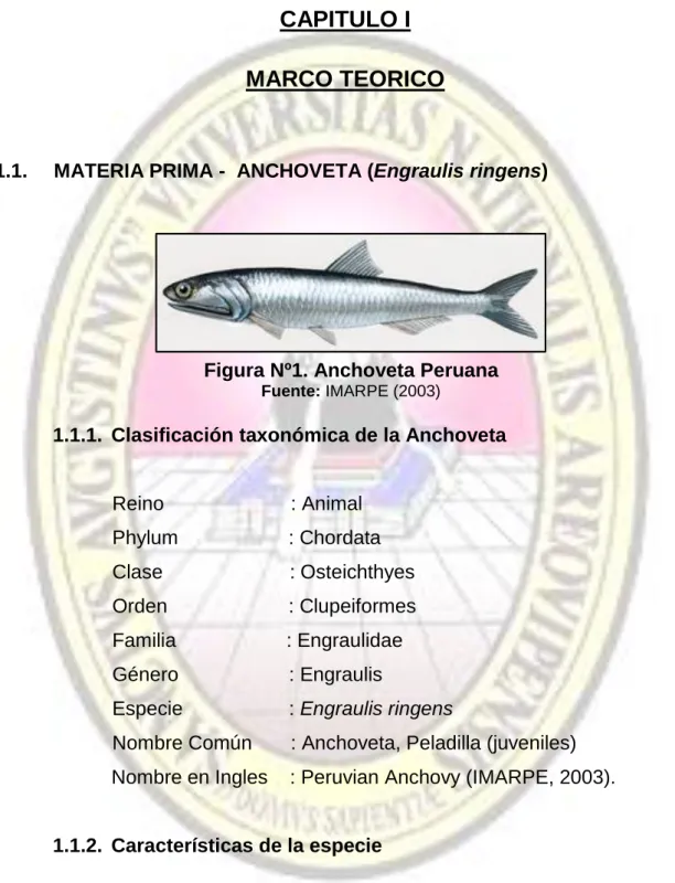 Figura Nº1. Anchoveta Peruana 