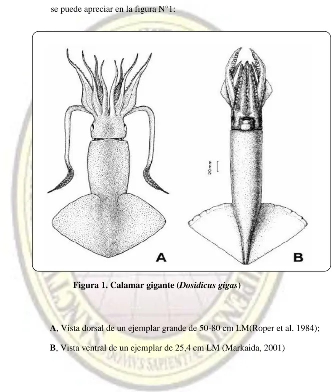 Figura 1. Calamar gigante (Dosidicus gigas) 