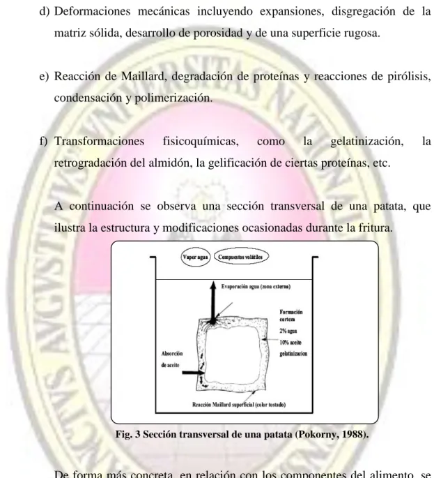 Fig. 3 Sección transversal de una patata (Pokorny, 1988). 