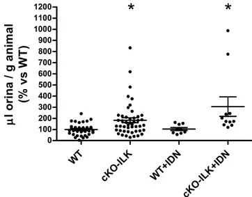 Figura 1: Volúmenes de orina a las 24h de ratones WT y cKO-ILK, en condiciones basales o tratados  con IDN 