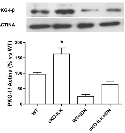 Figura  4:  Niveles  de  expresión  de  la  PKG  en  ratones  control  y  cKO-ILK,  en  condiciones  WT  o  tratados con IDN y Western-blots representativos de la PKG y la actina como control de carga 