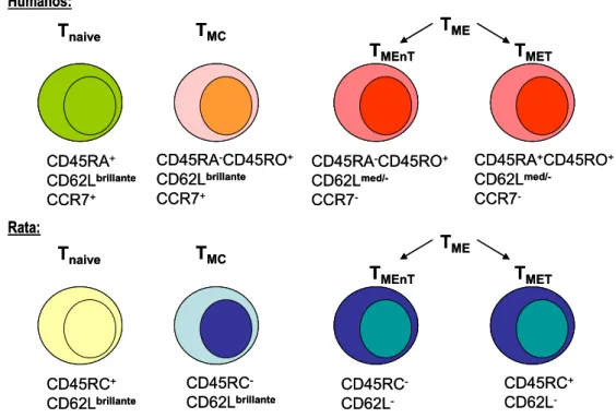 Figura 2. Clasificación de células T según su grado de diferenciación y la especie analizada 