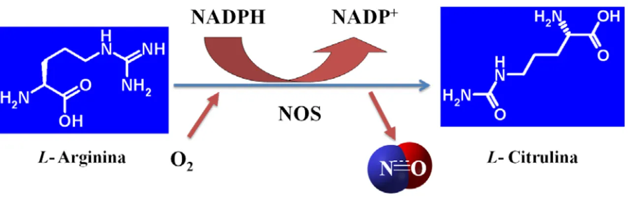 Figura 5. Esquema de la producción del NO a partir de las NOS. 