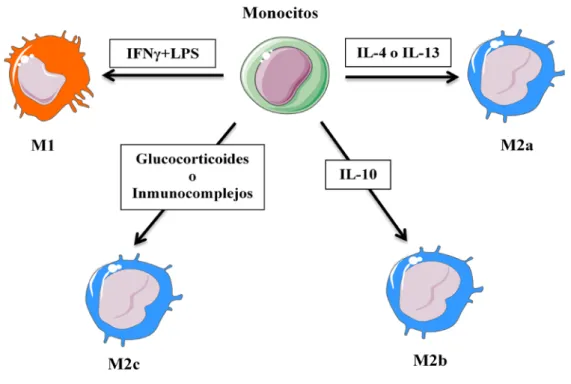 Figura 9. Esquema de la polarización de los macrófagos. 