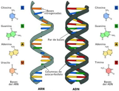 Figura 3: Estructura química del ADN y ARN