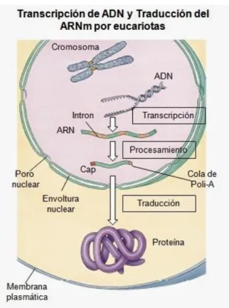 Figura 4: Transcripción y traducción del ADN