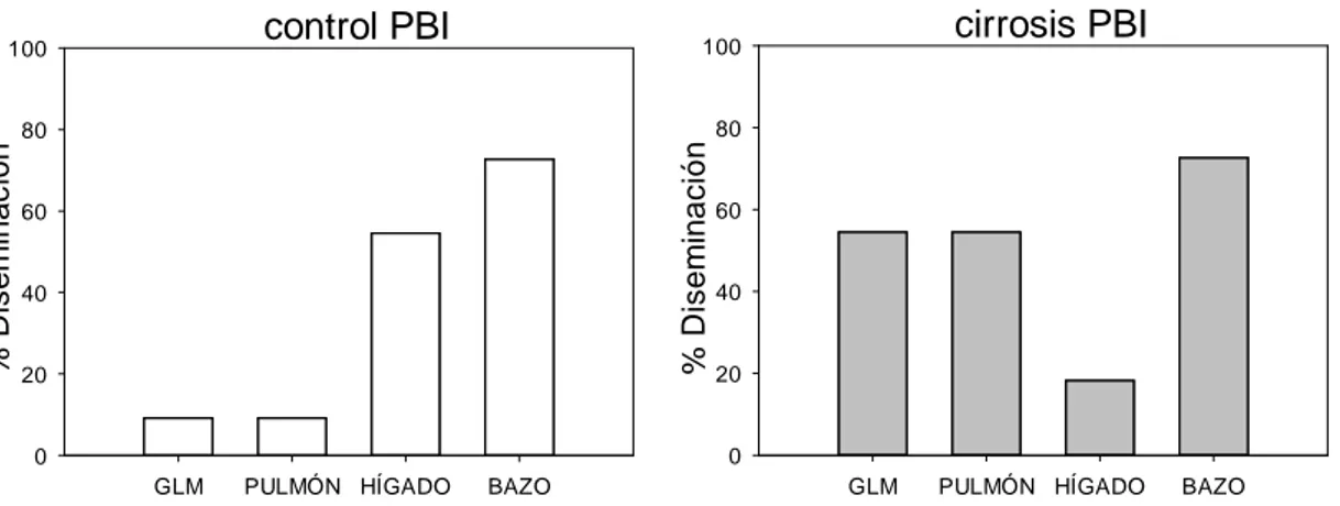 Figura 3. Diseminación bacteriana positiva en GLM, pulmón, hígado y bazo de ratas  control PBI ( ) y cirrosis PBI ( )