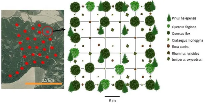 Figure 6. Theoretical outline of the position of islets inside a 50-year-old Pinus halepensis plantation in Alcalá de Henares  (Spain) to foster recolonization of the pine stand