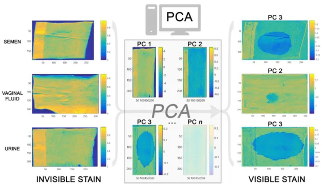 Figure 1. The use of PCA for visualizing the stains of semen, vaginal fluid, and urine on cotton  fabrics