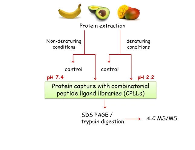 Figure  1  General  scheme  for  extraction  of  proteins  via  CPLLs  under  native  and  denaturing conditions