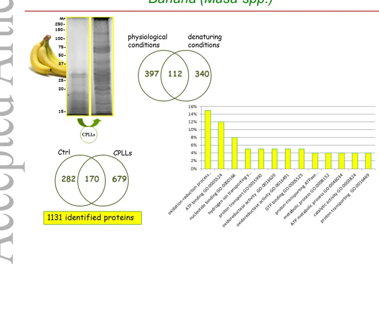 Figure 2 Banana proteomics. Upper left gel strips: SDS-PAGE of untreated vs CPLL- CPLL-treated samples