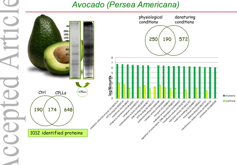 Figure  3  Avocado  proteomics.  Upper  left  gel  strips:  SDS-PAGE  of  untreated  vs  CPLL-treated  samples