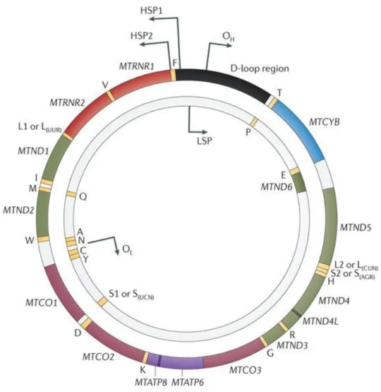 Figure 3. Circular human mitochondrial DNA.     ​Representation of all genes annotated in           the human mitochondrial DNA and the initiation sites for both heavy and light strands transcription [16]