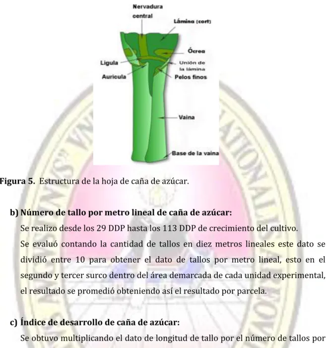 Figura 5.  Estructura de la hoja de caña de azúcar. 
