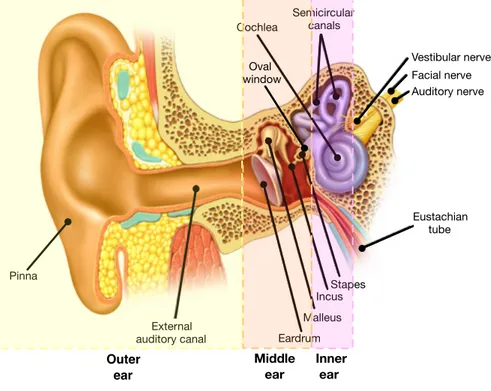 Figure 2.1: A detailed aspect of the anatomy of the peripheral human auditory system. As shown, it basically consists of three parts: the outer ear, the middle ear and the inner ear.