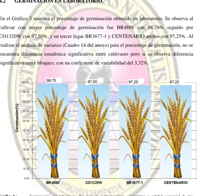 Gráfico 3 :  Germinación    en  laboratorio  (%)  para  el  comportamiento  agronómico  y  calidad  comercial  de  tres  cultivares  de  trigo  (Triticum  aestivum  L.)  bajo  condiciones  de  valle  costero;  La  Pascana,  Cocachacra  –  Arequipa 2011