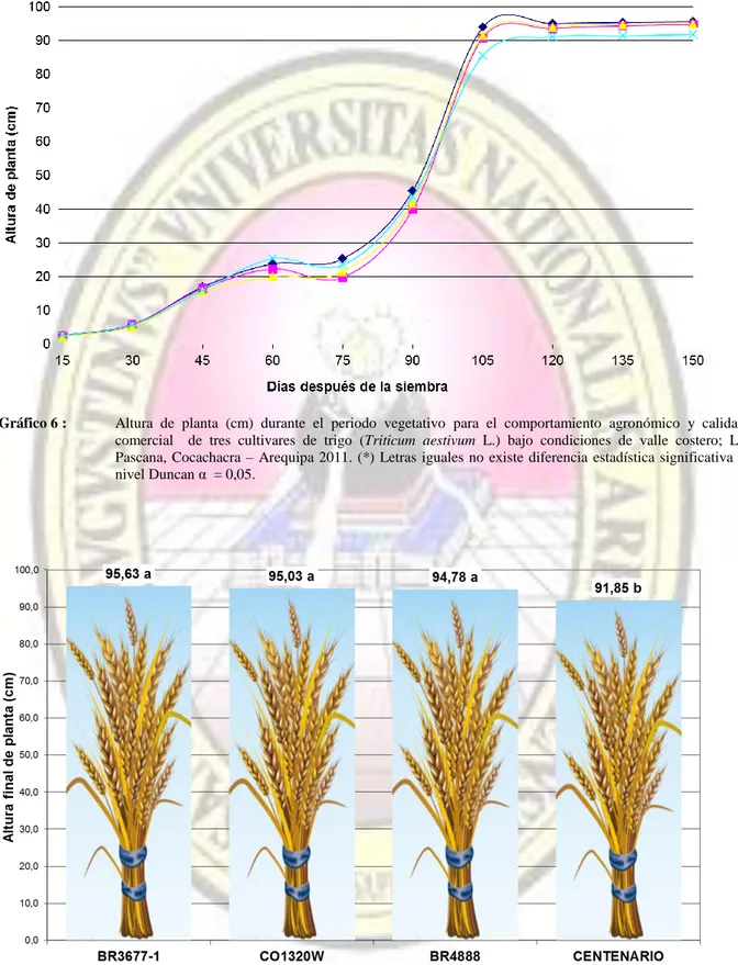 Gráfico 7 :  Altura final de planta (cm) para el comportamiento agronómico y calidad comercial  de tres cultivares de  trigo (Triticum aestivum L.) bajo condiciones de valle costero; La Pascana, Cocachacra – Arequipa 2011