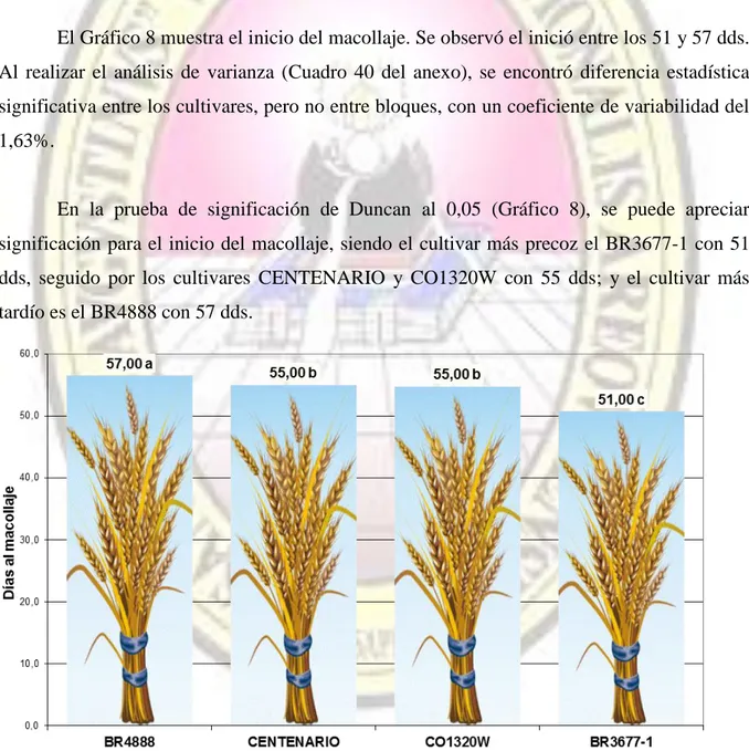 Gráfico 8 :  Inicio de macollaje (días) para el comportamiento agronómico y calidad comercial  de tres cultivares de  trigo (Triticum aestivum L.) bajo condiciones de valle costero; La Pascana, Cocachacra – Arequipa 2011
