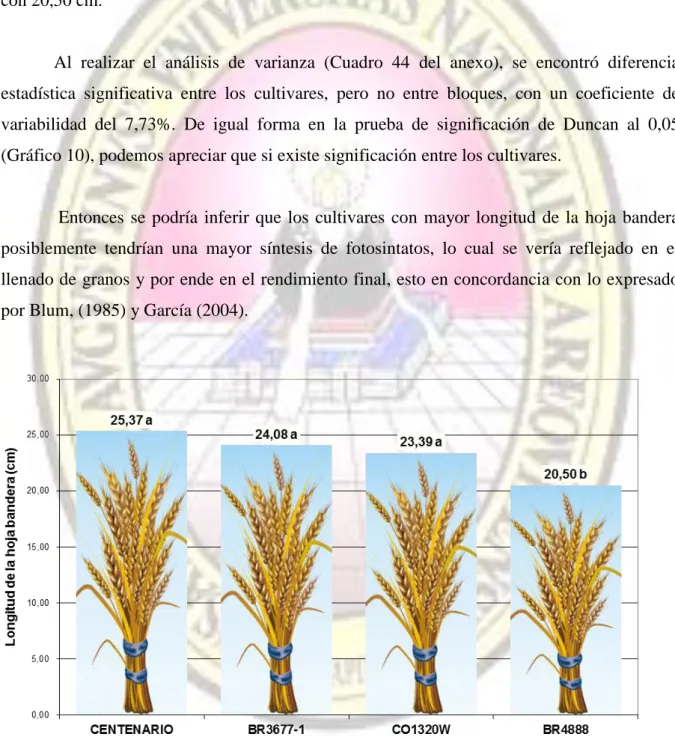 Gráfico 10 :  Longitud de hoja bandera (cm) para el comportamiento agronómico y calidad comercial  de tres cultivares  de  trigo  (Triticum  aestivum  L.)  bajo  condiciones  de  valle  costero;  La  Pascana,  Cocachacra  –  Arequipa  2011