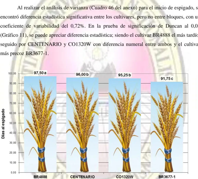 Gráfico 11 :  Inicio de espigado (días) para el  comportamiento agronómico  y calidad comercial  de tres  cultivares de  trigo (Triticum aestivum L.) bajo condiciones de valle costero; La Pascana, Cocachacra – Arequipa 2011