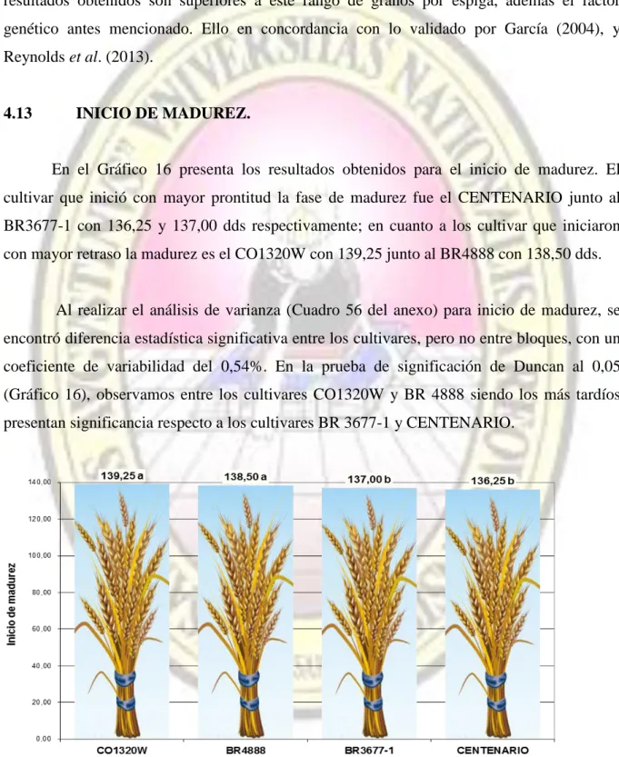 Gráfico 16 :  Inicio de madurez (días)  para el comportamiento agronómico y calidad comercial  de tres cultivares de  trigo (Triticum aestivum L.) bajo condiciones de valle costero; La Pascana, Cocachacra – Arequipa 2011