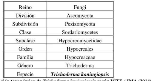 Cuadro 2: Clasificación taxonómica de Trichoderma koningiopsis según ICTF e IMA (2014)  El hongo Trichoderma spp