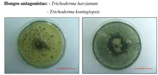 Figura 5: Placas de Petri con Trichoderma harzianum al lado izquierdo y  Trichoderma  koningiopsis al lado derecho