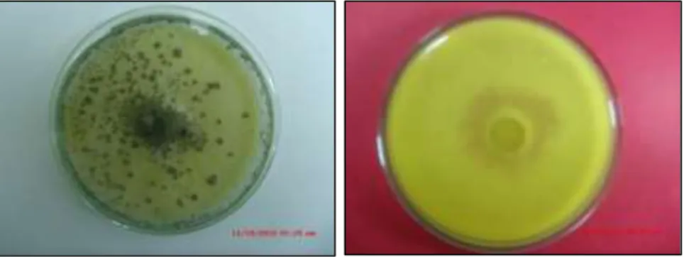 Figura  10:  Placa  de  Petri  con  Trichoderma  harzianum,  presento  micelio  de  color  blanco  semicompacto y circular