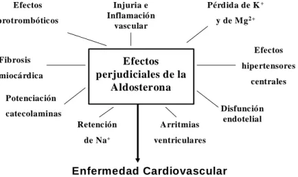 Figura 14. Efectos perjudiciales de la aldosterona. Según McMahon. 111