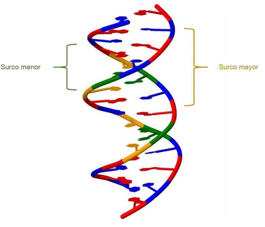 Figura 10. Surcos mayor y menor de la molécula de ADN dúplex (PDB 2M2C) [11] 