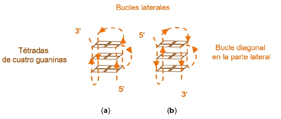 Figura 23. Las dos posibles topologías &#34;antiparalelas&#34; del cuádruple (3 + 1) obtenidas por RMN;  a – híbrido-1, b – híbrido-2  