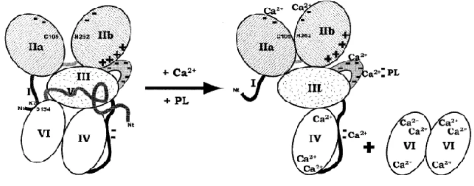 Figura 2.4. Activación de la calpaína. 