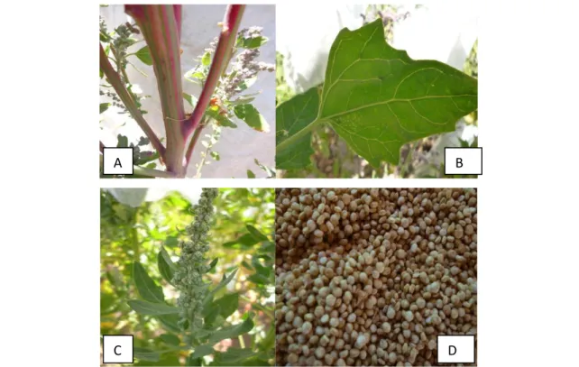 Figura 3. Salcedo-INIA x Huariponcho.  Características principales del tallo (A), hoja  (B), inflorescencia (C) y grano (D)