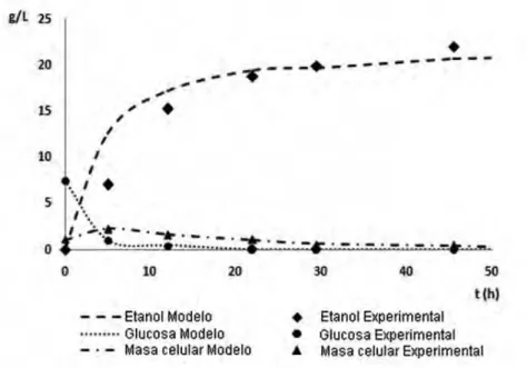 Figura 2. Perfiles obtenidos en el modelo y experimental de consumo  de glucosa, formación de etanol y masa celular 