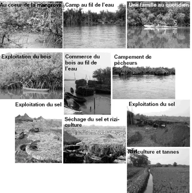 Figure 7.- Les zones à risque au fil de l'eau dans la mangrove
