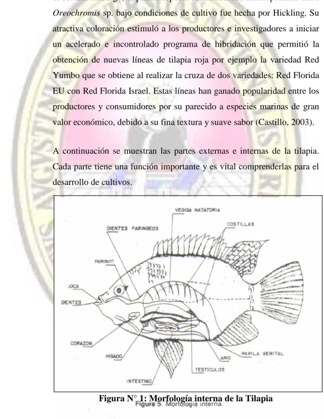 Figura N° 1: Morfología interna de la Tilapia 