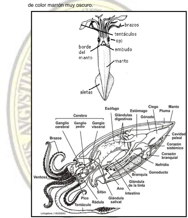 Figura N° 4. Anatomía Externa e Interna de la Pota  