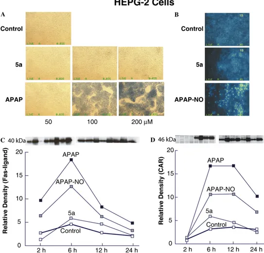 Figure 6. Trypan blue exclusion test indicated that 5a did not induce toxicity in HEPG-2 cells (A)