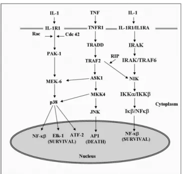Fig. 1. TNFα/IL-1 transduction pathway.