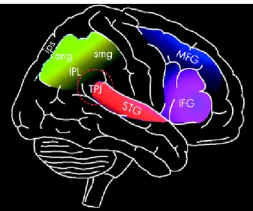 Figura  2.  Regiones  corticales  del  hemisferio  derecho  del  cerebro  asociadas  a  heminegligencia: 