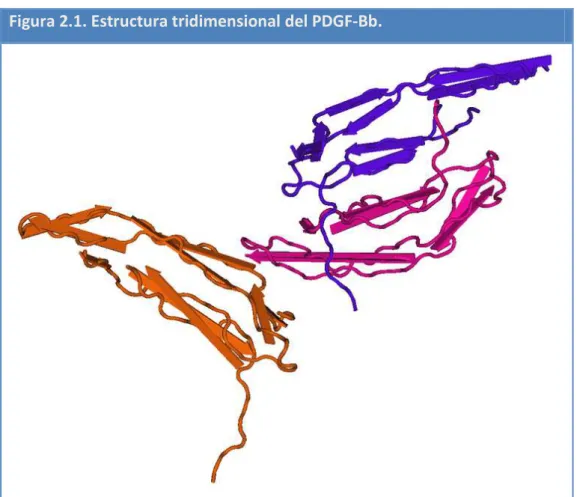 Figura 2.1. Estructura tridimensional del PDGF-Bb.