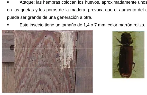 Figura 1.7: Se observa el insecto y los daños que le ocasiona a la madera 