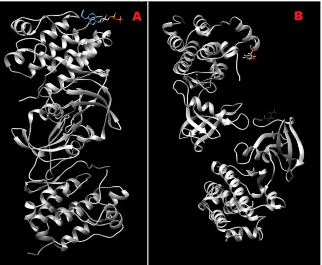 Figura 8: Representación del acoplamiento molecular con 2BDF. En la figura A observamos  el  docking  realizado  con  N 6 -benzyl  ADP y en la figura  B  con  RU78783