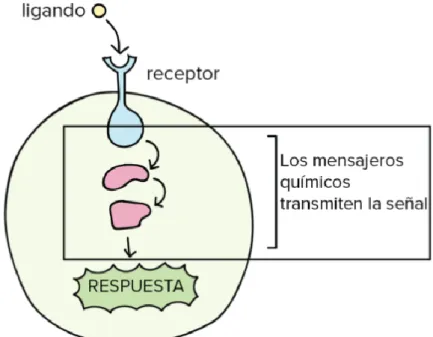 Figura 1  -  Transducción de señales 
