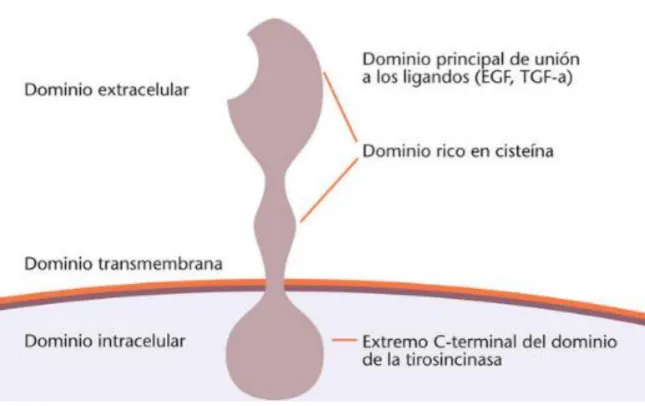 Figura 4 – Dominios del EFGR 