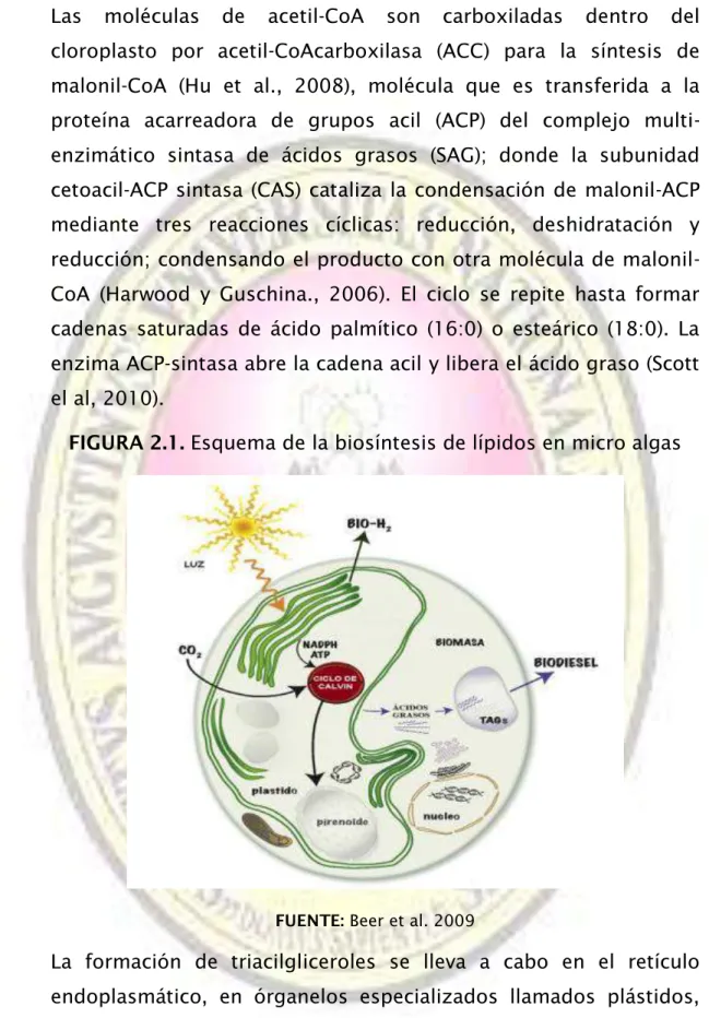FIGURA 2.1. Esquema de la biosíntesis de lípidos en micro algas 